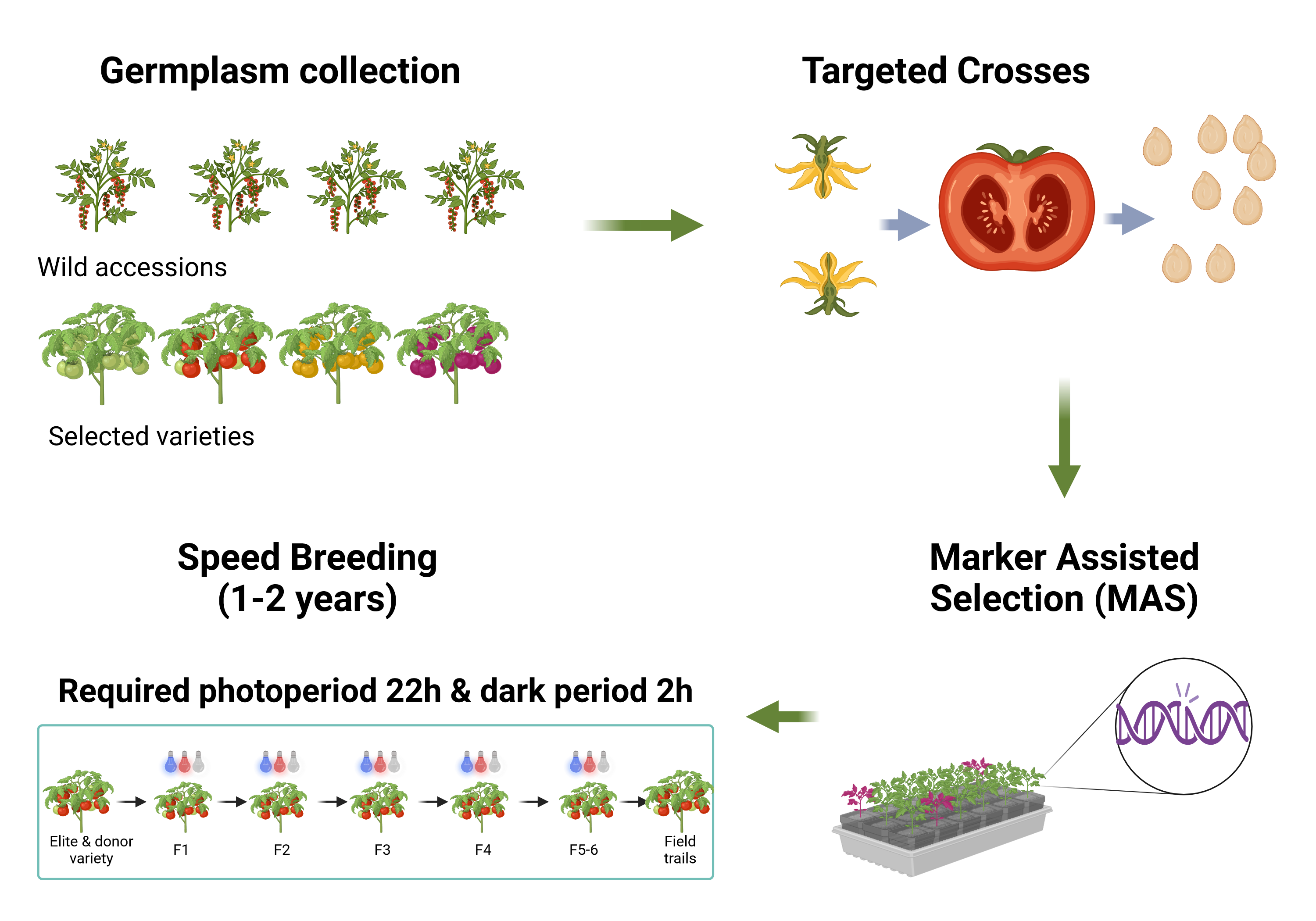 The approach of the Anthea project to the creation of new varieties for the Vertical Farming The approach of the Anthea project to the creation of new varieties for the Vertical Farming